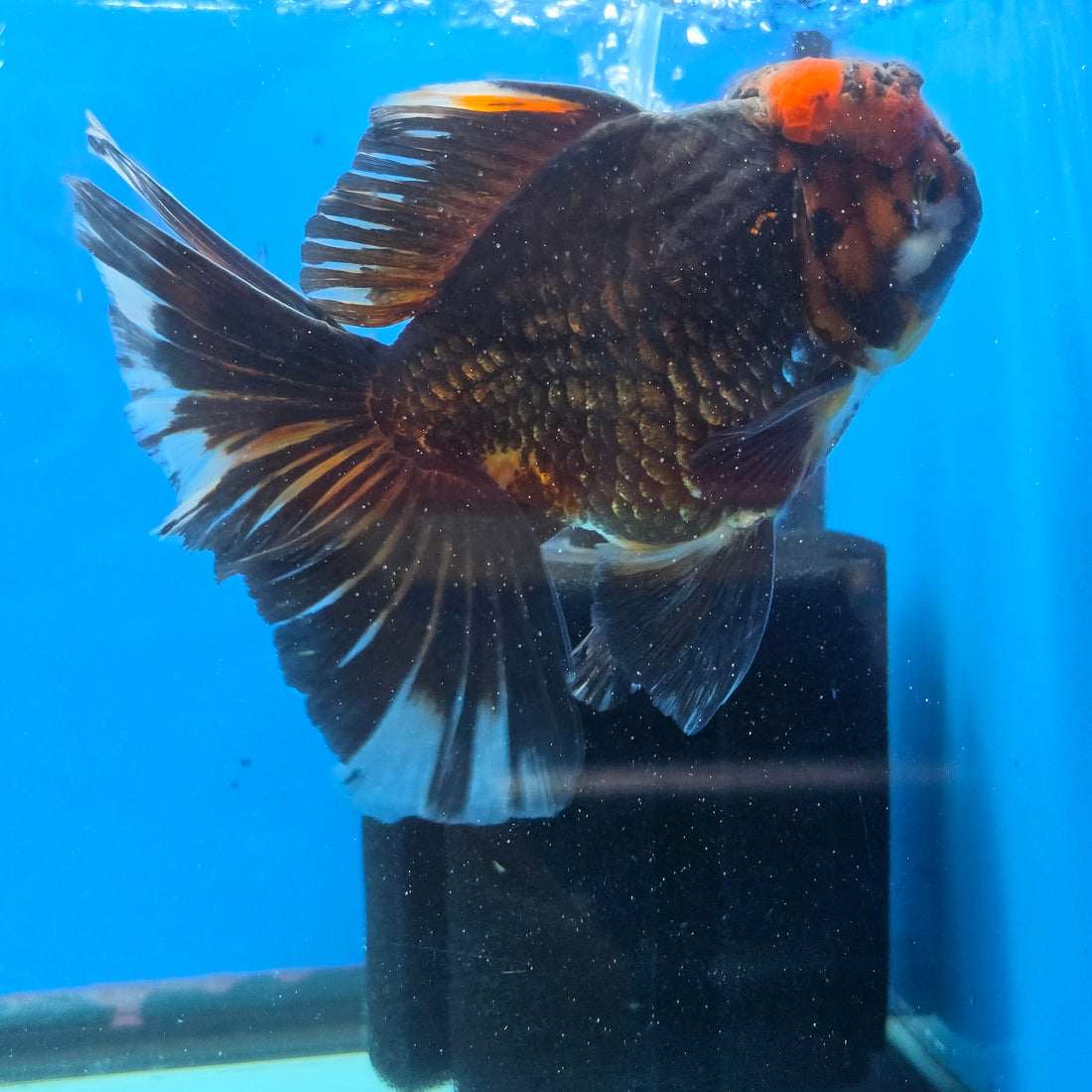 Thai Oranda Red Cap Black 5" Body male 12mths(FEB-573)R3A01