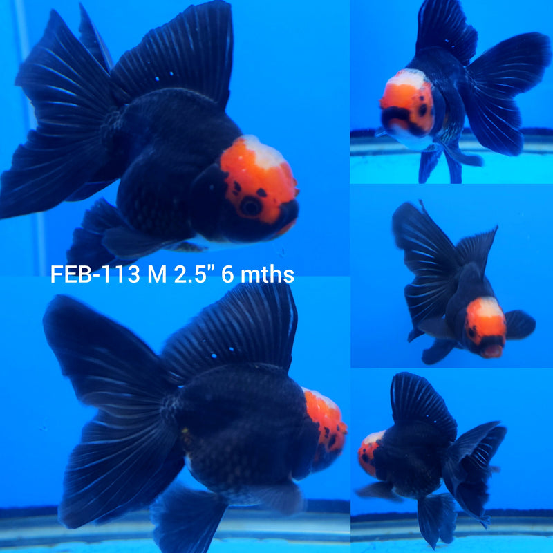 Thai Apache Red-Cap Oranda 2.5” Body Male (FEB-113)R3B14