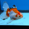 Thai Oranda Tri Color 2.8 in Body Female (FEB-530)R3A06