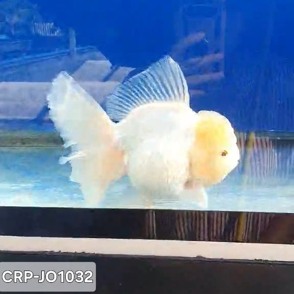 Thai Premium Jumbo Lemon Head White Oranda 5.00 inch Body Oranda (CRP-JO1032)