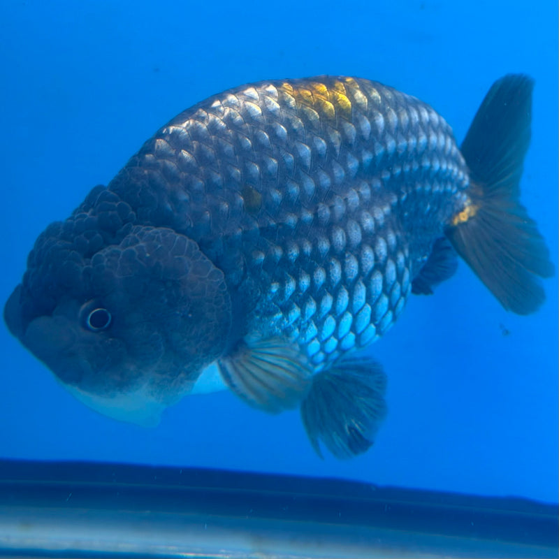 Thai Granite Ranchu 4” Body Female(FEB-407) BLUETUBD