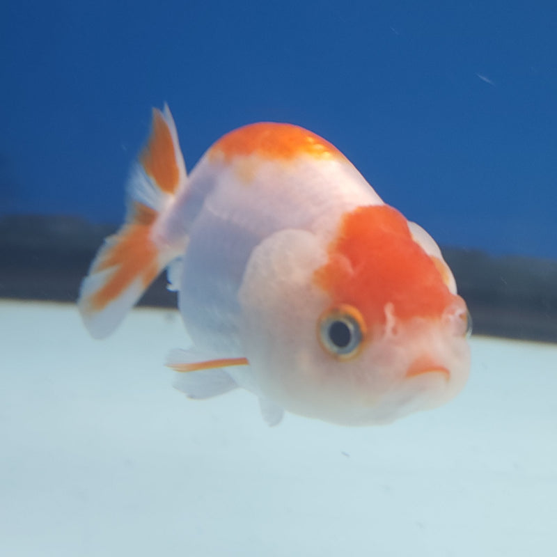 Chinese Ranchu Red & White 2in Female (FEB-331)R3B16
