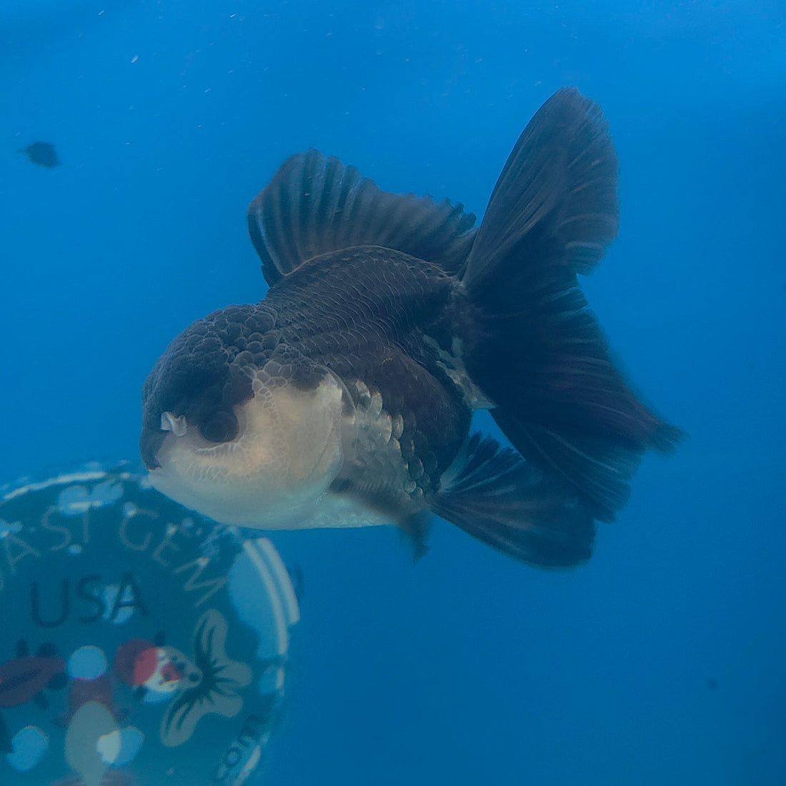 Thai Oranda Panda 3.5” Male(FEB-713)R1A07