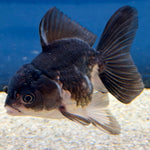 Thai Oranda Panda 2" Female (FEB-490)