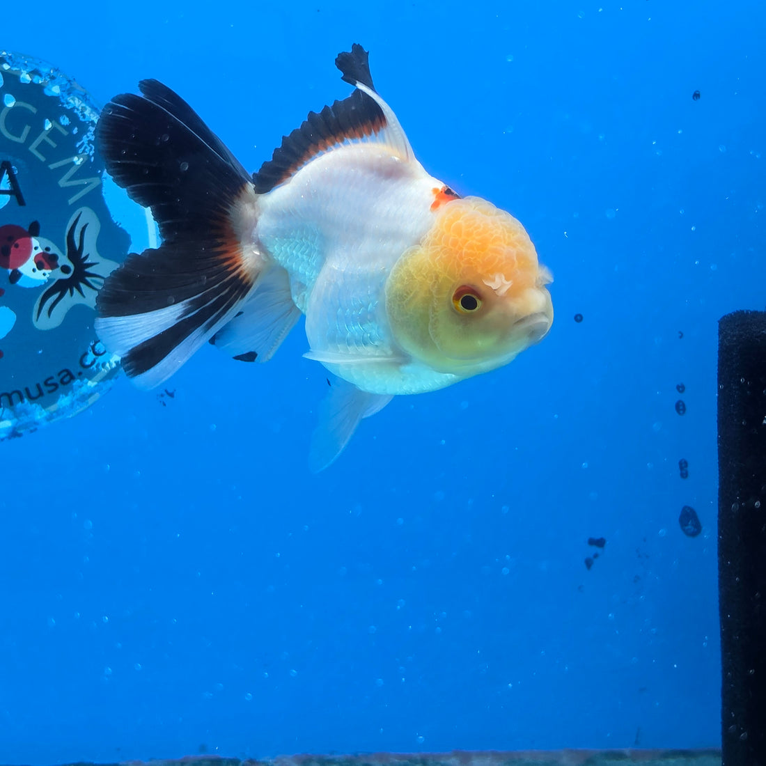 Thai Oranda Panda 3.5 in Body Female (FEB-518)R3A08