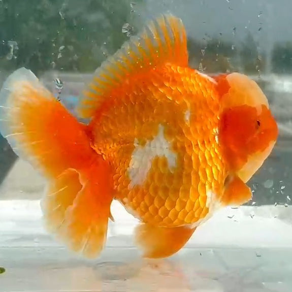 Thai Jumbo Red/White Oranda Medium Tail 4.50 inch Body (QGF-JO1154)