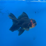 Thai Oranda Apache 2.5” Male(FEB-677)R3B01