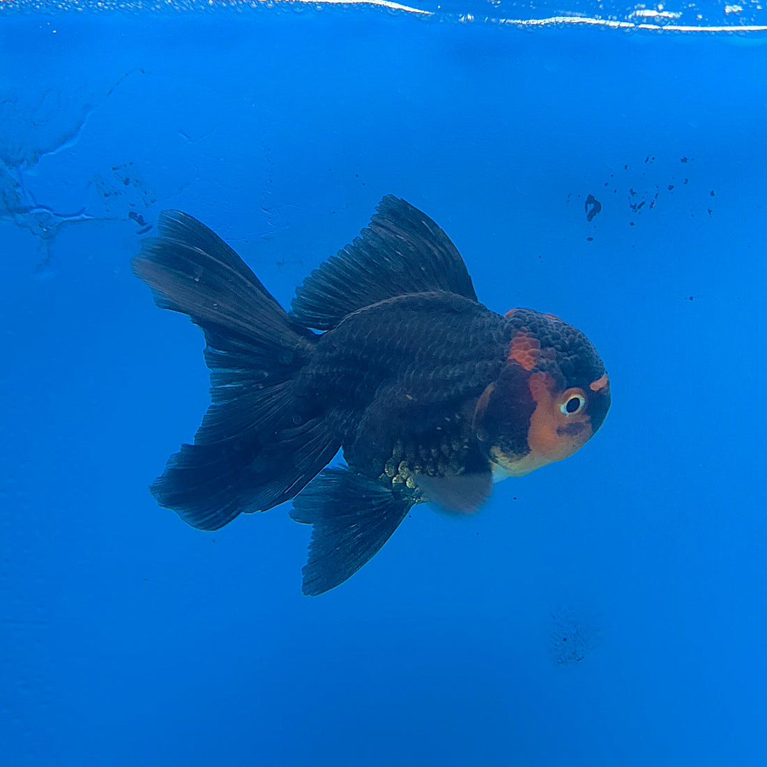 Thai Oranda Apache 2.5” Male(FEB-677)R3B01