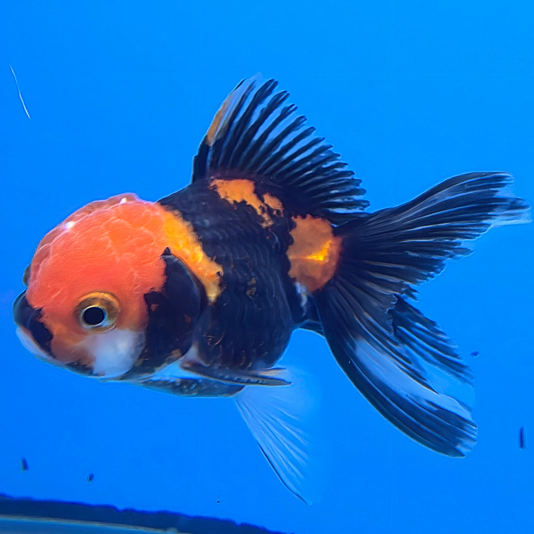 Thai Oranda Tri-Color 2in Male (FEB-551)R3B17