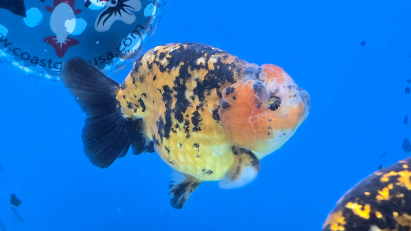 Thai Calico Red Tiger Ranchu 4.00 in Body Male (CK-065)R1A12