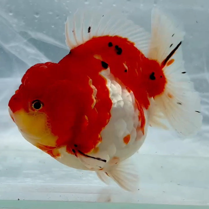 Thai Premium Calico Yuanbao Oranda 4.00 inch Body (QGF-JO1148)BLUETUB1