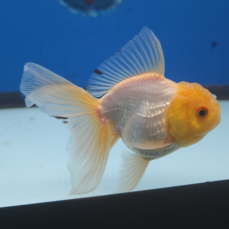 Thai Oranda Lemonhead 2.5” Male (FEB-265)R3B18