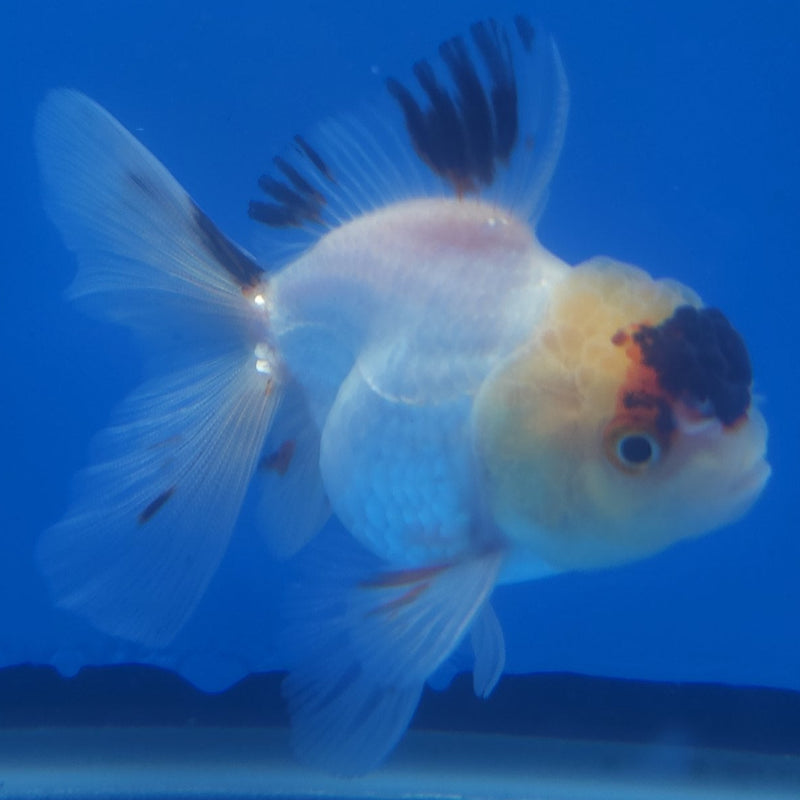 Thai Oranda Black Tancho Panda 2.5” Female (FEB-363)R3B20