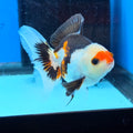 Thai Oranda Tri Color 3 in Body Male (FEB-522)R3A07