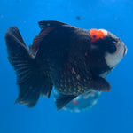 Thai Oranda Red Cap Panda 3in Female (FEB-686)R3A06