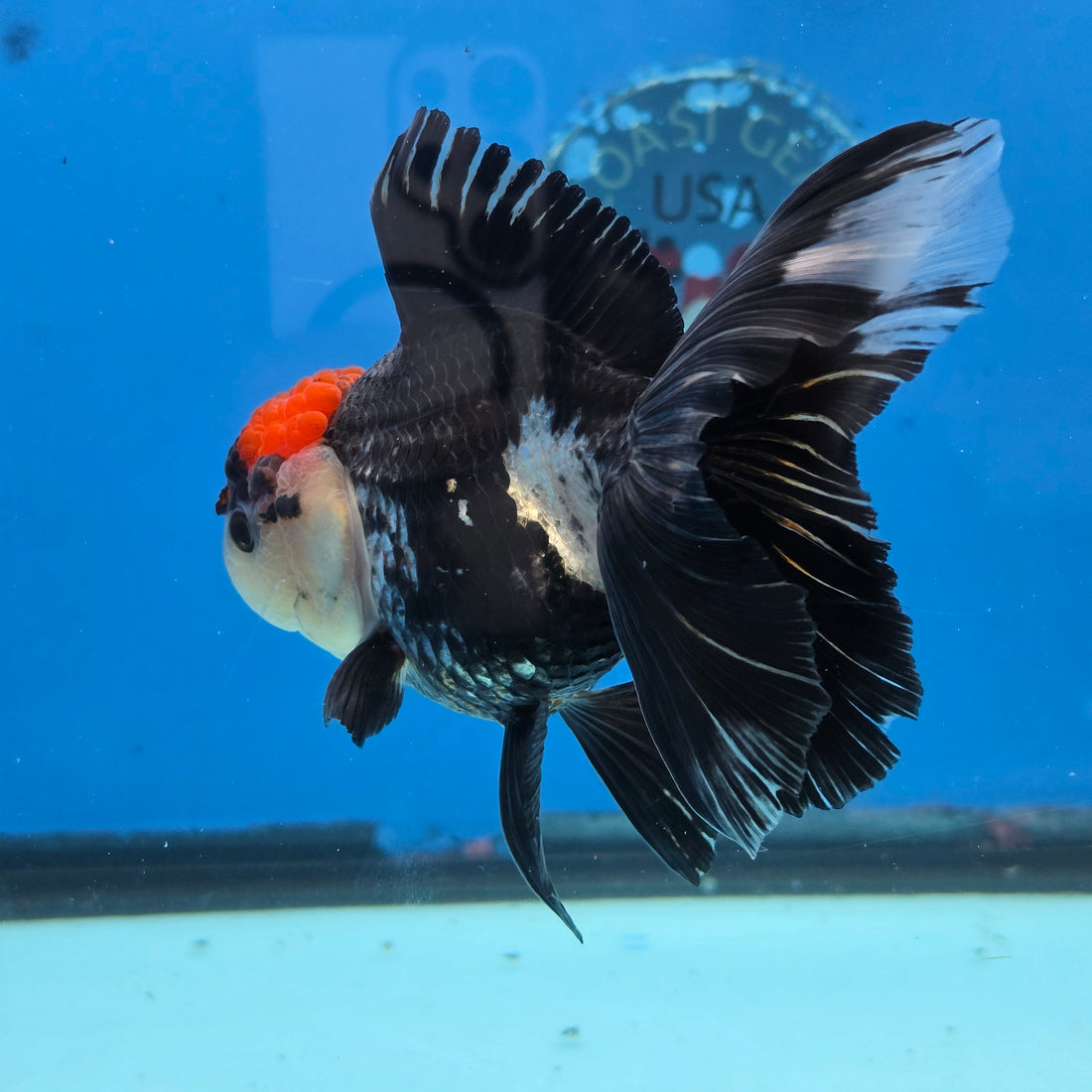 Thai Oranda Red Cap Panda 4" Body Female 9mths(FEB-571)R3A01