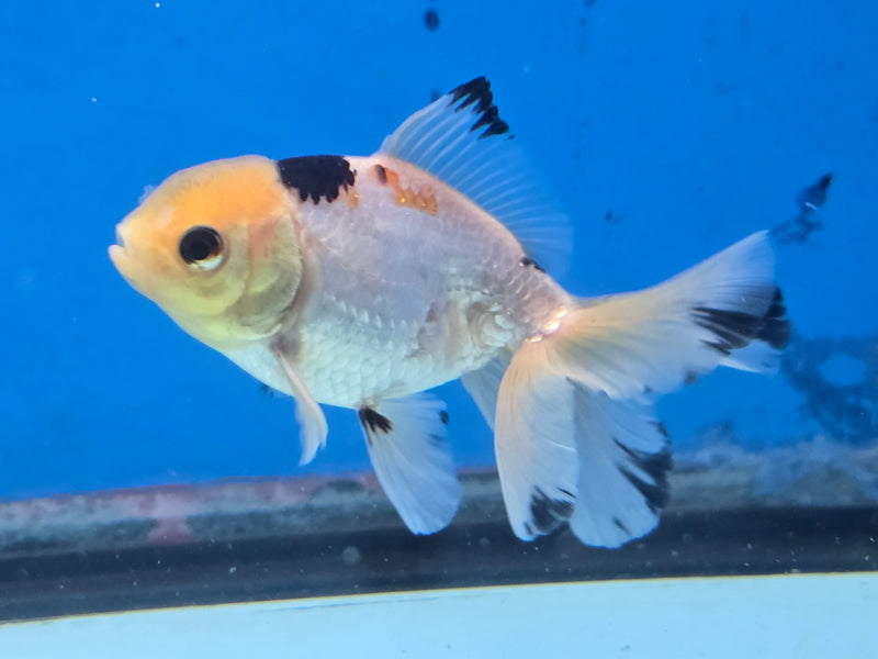 Thai Panda Orchid Tail Medium Breed Oranda 2.50 inch Body Male (NNN-1927)R4B03