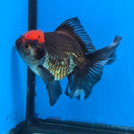 Thai Oranda Red Cap Black 4”Body Female(FEB-729)BlueTubA