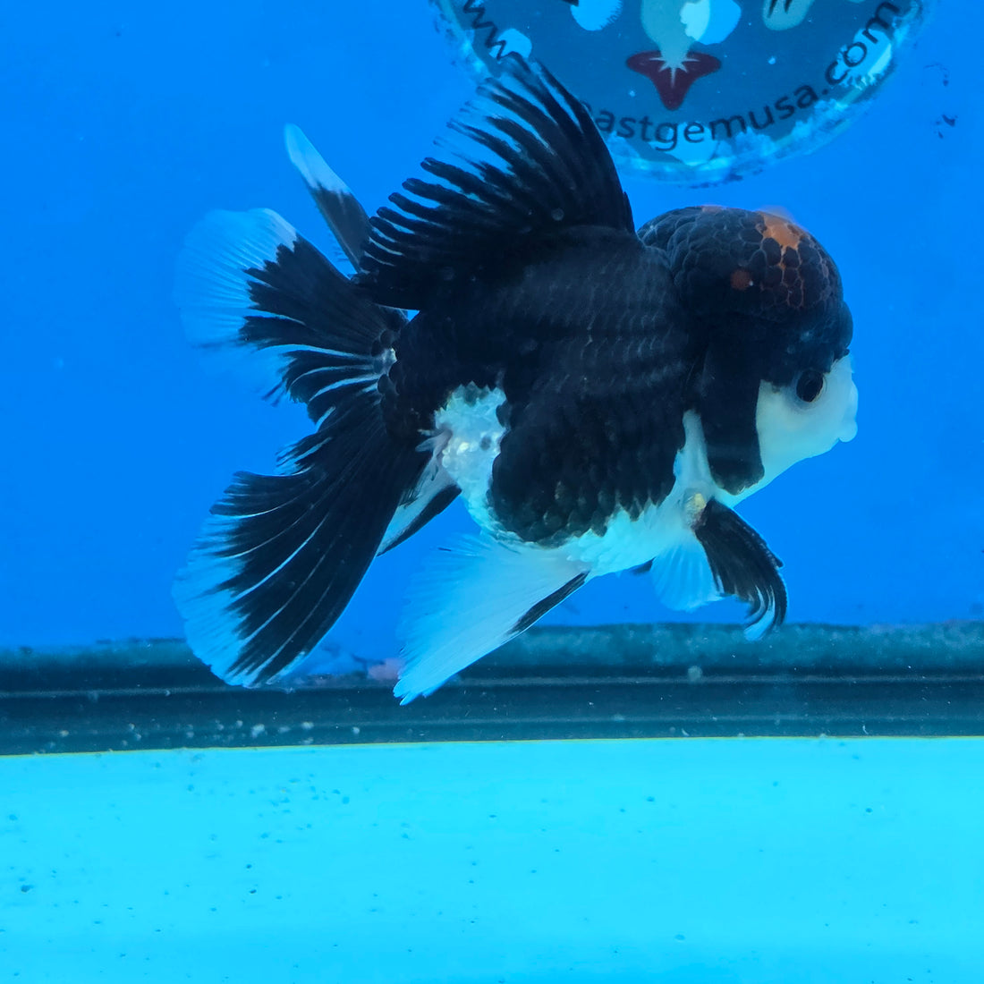 Thai Oranda Red Cap Panda Color 3 in Body Male (FEB-535)R3A03