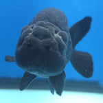 Thai Ranchu Super Black 3.5” Female(FEB-665)R3B04