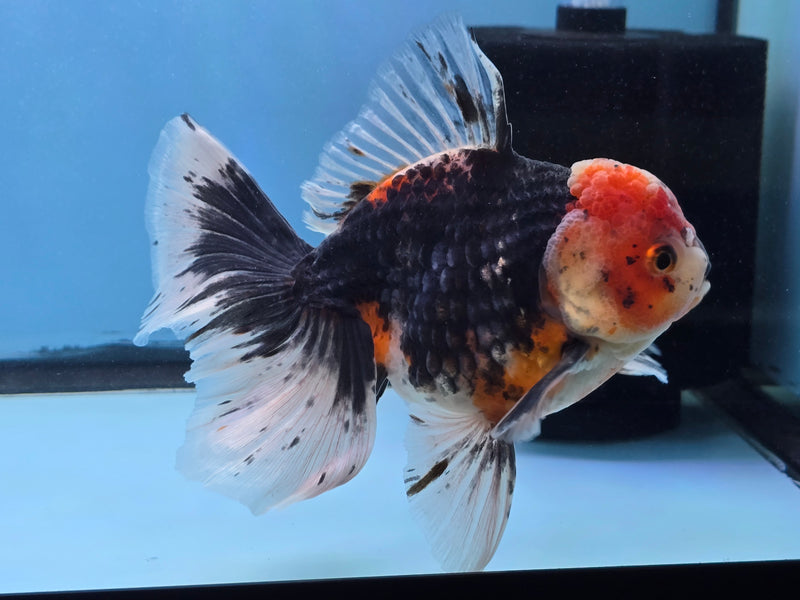 Thai Premium Kirin Calico Oranda 4.50 inch Body Oranda Male (QGF-JO1021)