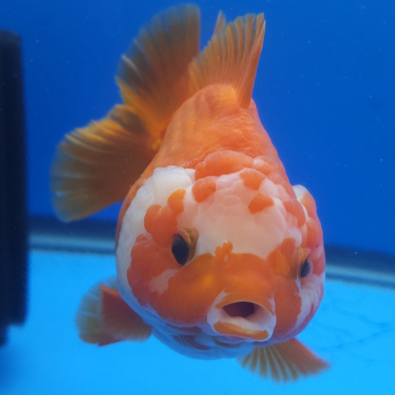 Thai Jumbo Oranda Red & White 4in Female (FEB-234)BLUETUB1