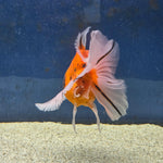 Thai Oranda Tiger Sakura 4.00" Body Male (FEB-734)SHOWTANKB
