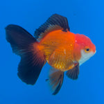 Thai Oranda Jumbo Breed Apache 3.5" Body Female (FEB-606)