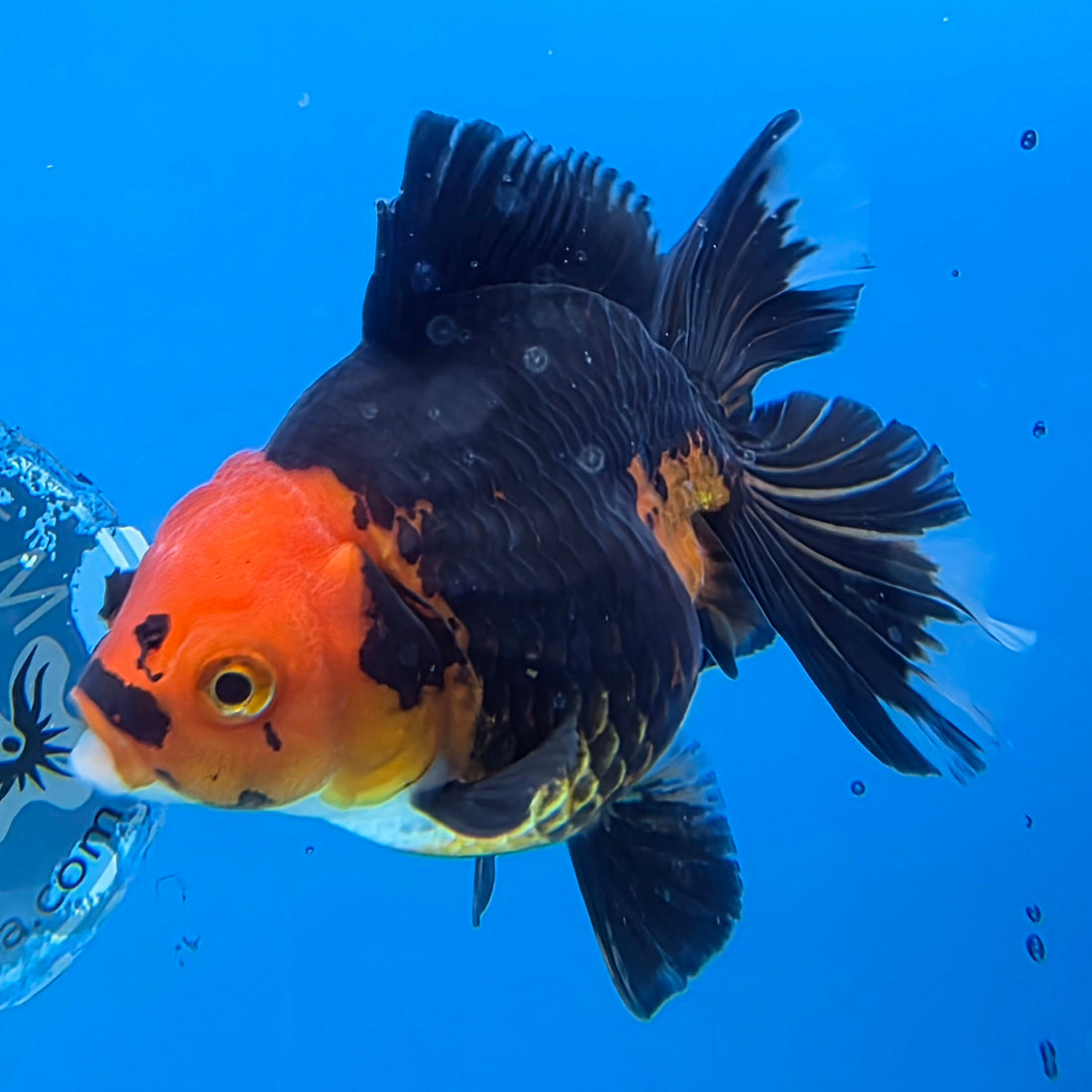 Thai Oranda Jumbo Breed Apache 3.5" Body Female (FEB-607)