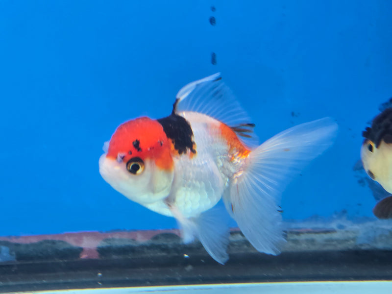 Thai Tri Color Oranda 2.50 inch Body Female (NNN-2073)R4B02