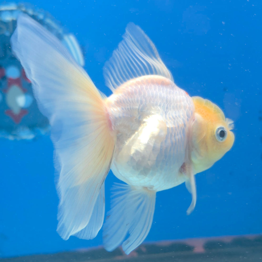 Thai Oranda Lemonhead 3” Male(FEB-638)R3B15