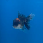Thai Oranda Red Cap Panda 3.5” Female(FEB-708)R1A07