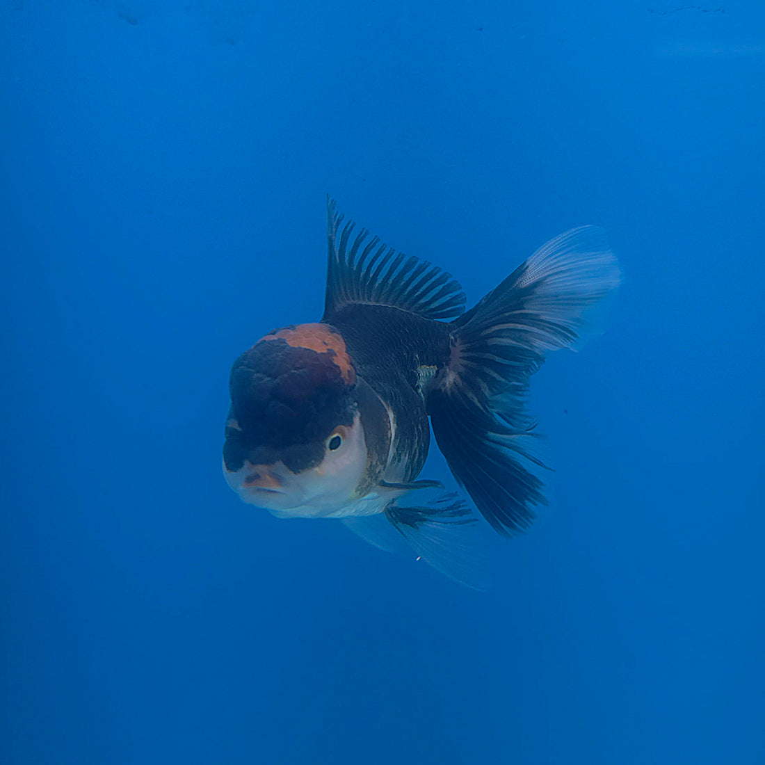 Thai Oranda Red Cap Panda 3.5” Female(FEB-708)R1A07