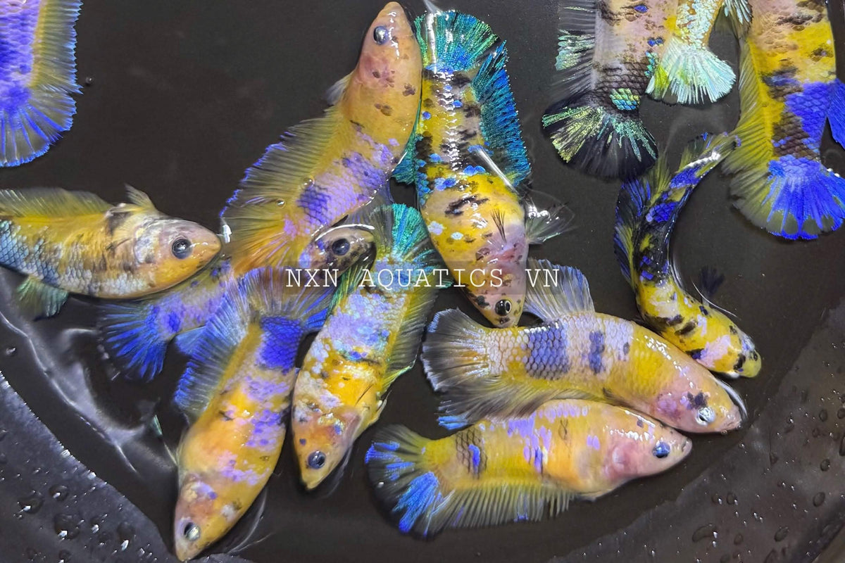 YELLOW GALAXY FEMALE BETTA Sorority Group Our Choice(CBG-059)