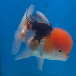 Thai Oranda Tri-Color 3.5” Female(FEB-715)R1A07