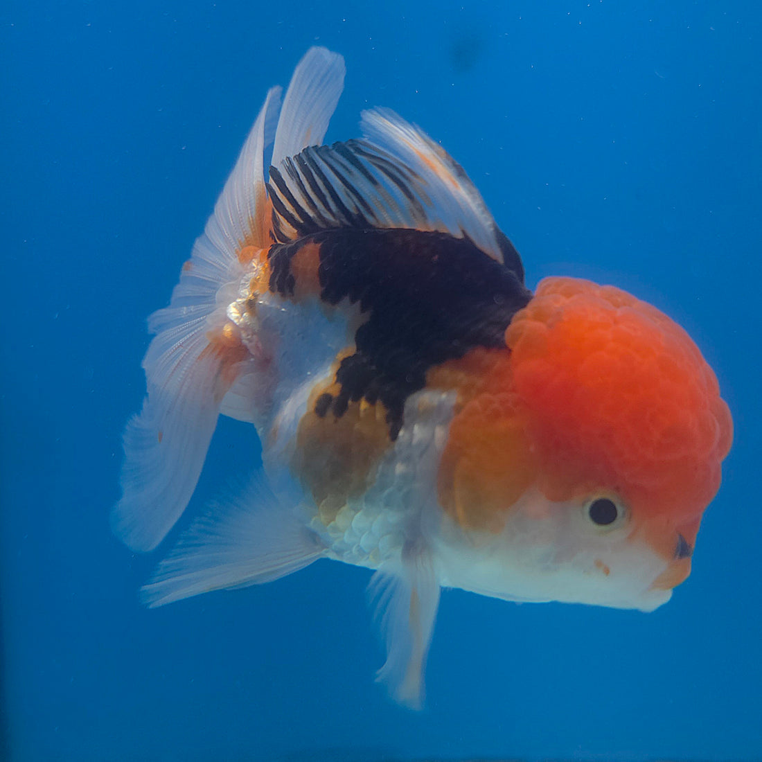 Thai Oranda Tri-Color 3.5” Female(FEB-715)R1A07