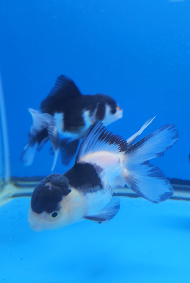 Thai Oranda Panda 2.5 M (FEB-188)R3A06