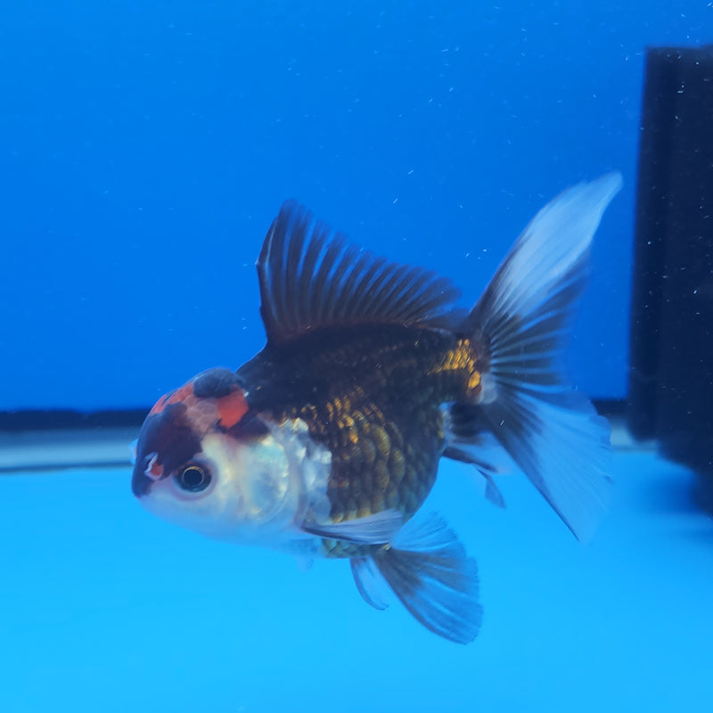 Thai Oranda Apache Panda Tri-Color 2.5 F (FEB-194)R3A06