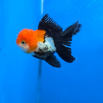 Thai Oranda Red Cap Tri Color Color 2.8 in Body Female (FEB-538)R3A03
