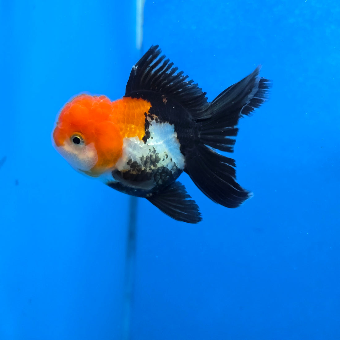Thai Oranda Red Cap Tri Color Color 2.8 in Body Female (FEB-538)R3A03