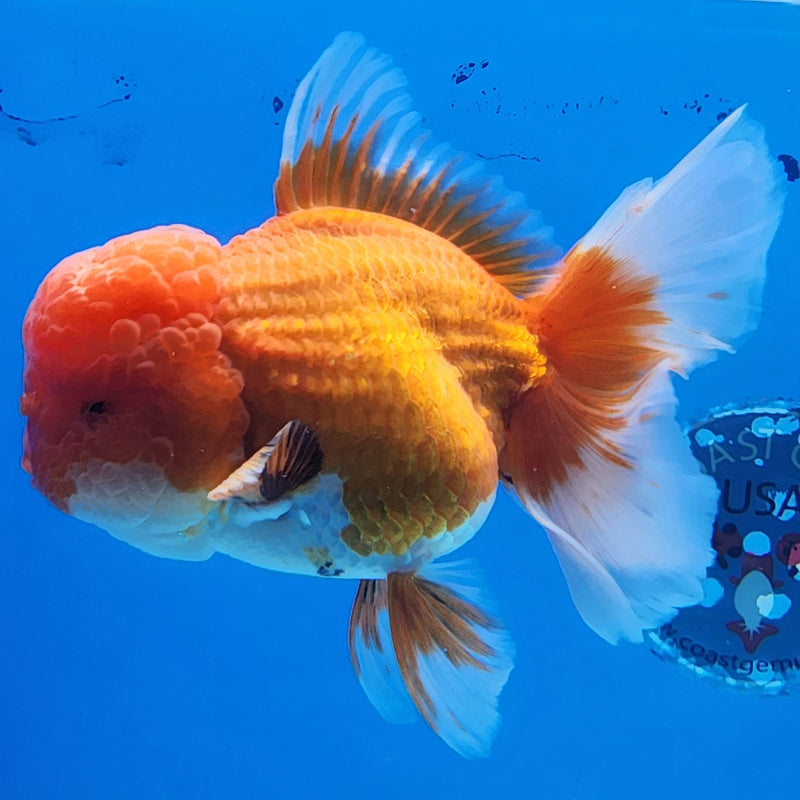 Thai Oranda Red/White 4” Body Female(CK-1438)BLUETUB2