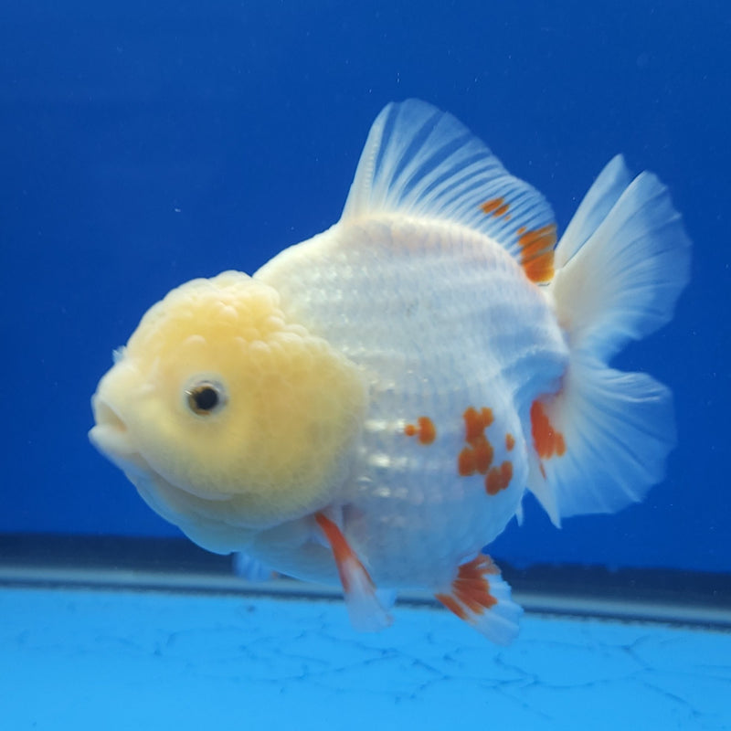 Thai Jumbo Oranda Lemonhead Red & White 4.5in Female (FEB-237)BLUETUB1