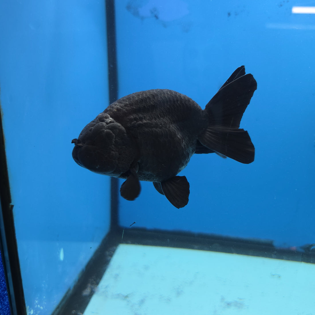 Thai Ranchu Jet Black 4 in Body Female (FEB-539)R3A03