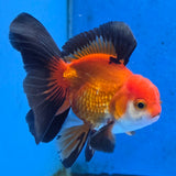 Thai Oranda Apache 3 inch Body Male (FEB-871)R2B02