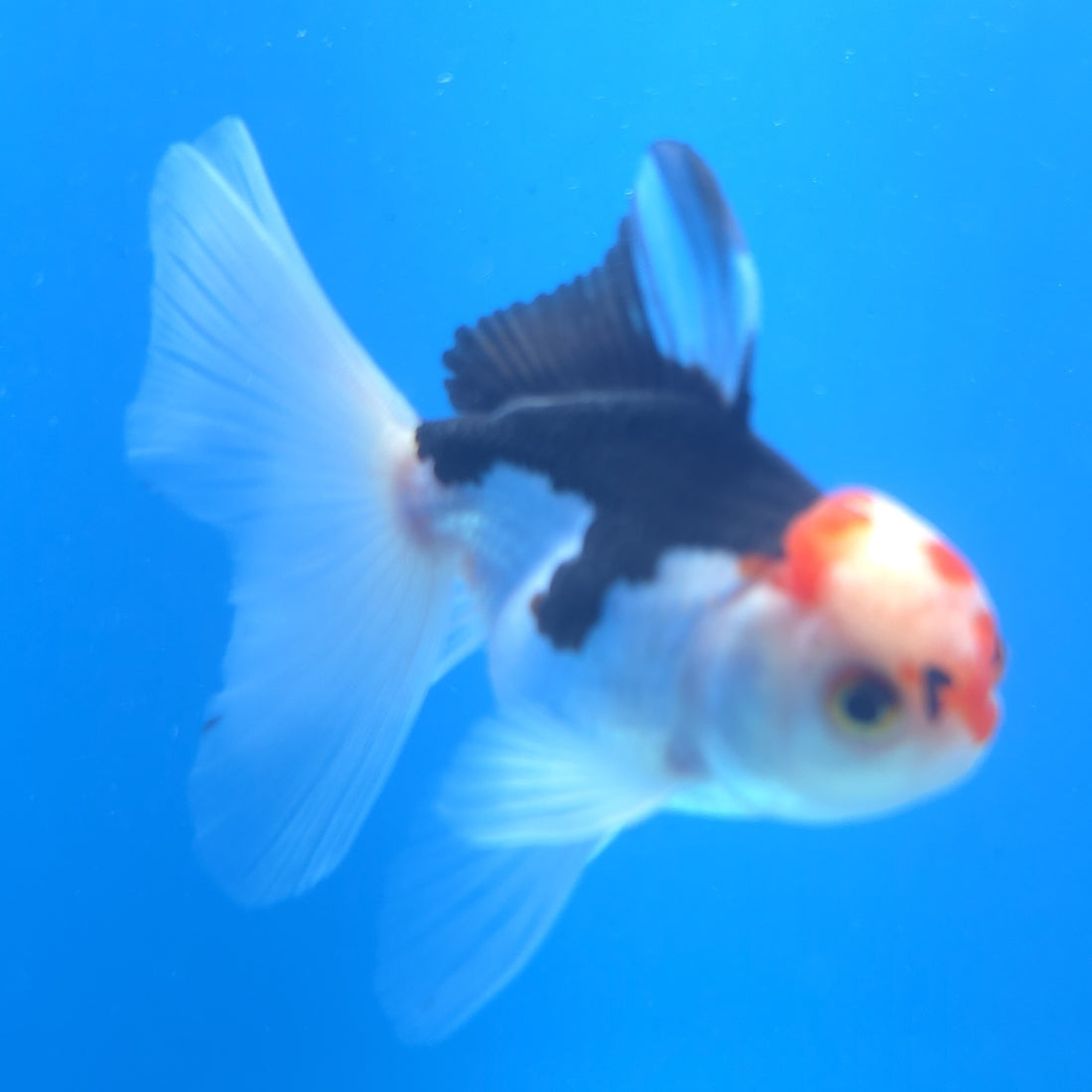 Thai Oranda Tri-Color 2.5” Male(FEB-668)R3B03