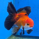 Thai Oranda Apache 3 inch Body Male (FEB-871)R2B02