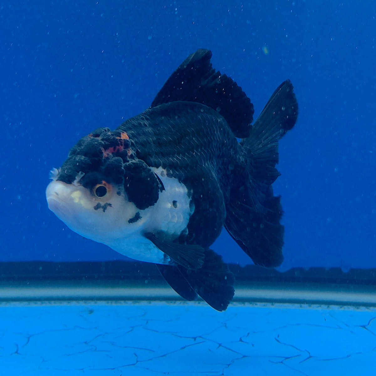Thai Oranda Red Cap Panda 3.00" Body Female (FEB-797)R1B03
