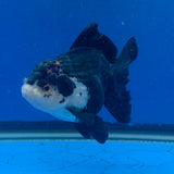 Thai Oranda Red Cap Panda 3.00" Body Female (FEB-797)R1B03