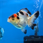 Thai Oranda Tri Color 3 in Body Female (FEB-524)R3A07