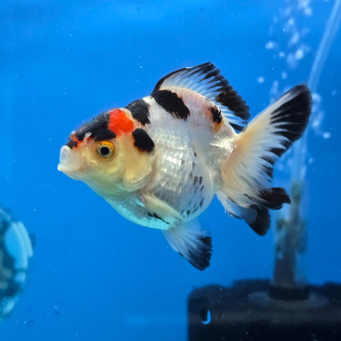 Thai Oranda Tri Color 3 in Body Female (FEB-524)R3A07